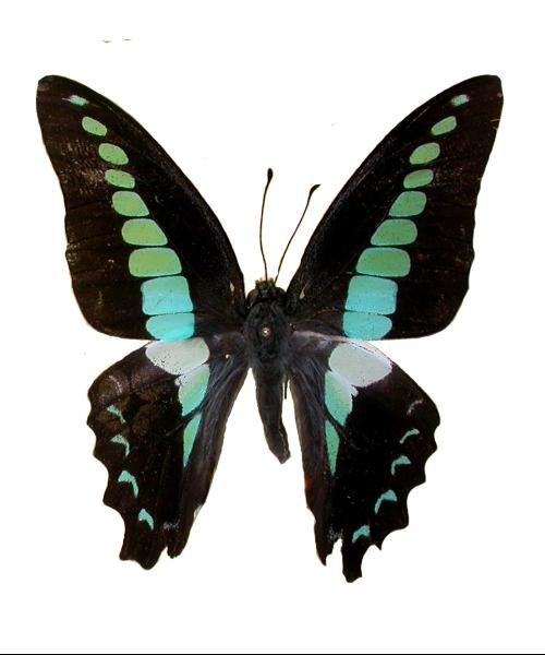 p>樟青凤蝶,graphium sarpedon linnaeue,鳞翅目 a href="#">凤蝶科 
