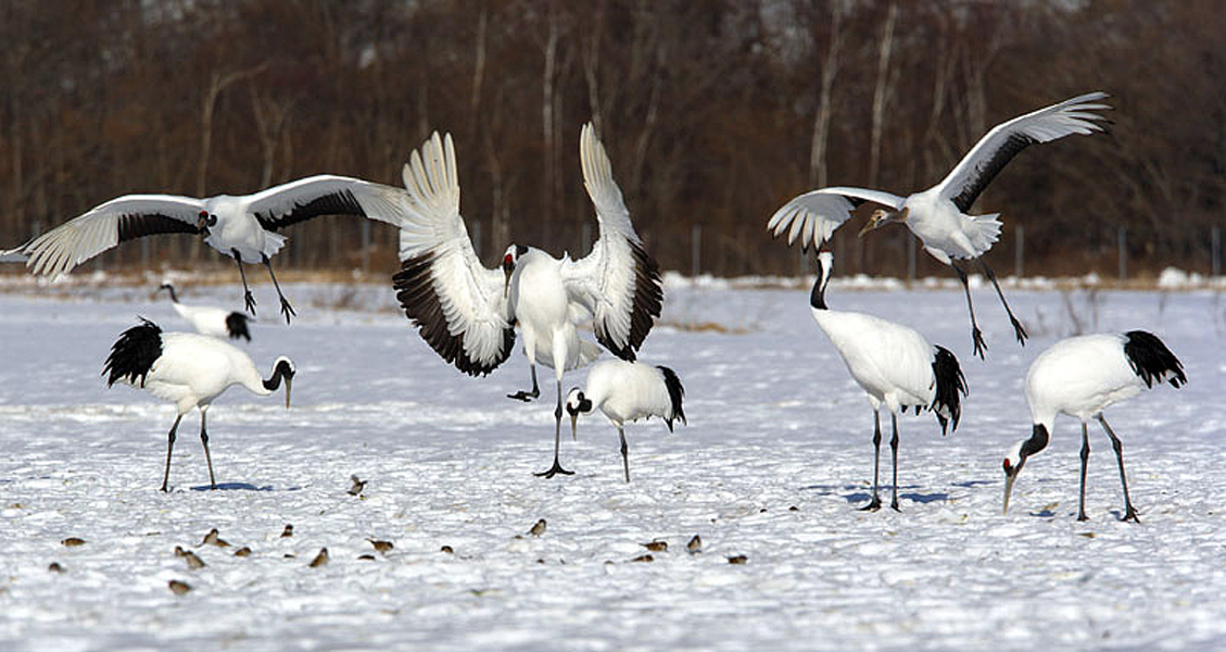  p>丹顶鹤(学名: i>grus japonensis /i>):是 a target="_blank" href