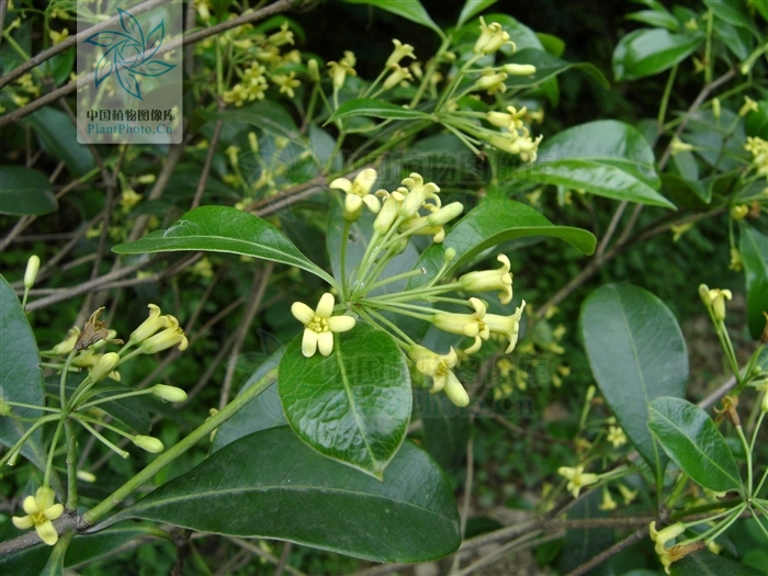  /i> i> /i>),又称 a href="#" data-lemmaid="842152">崖花海桐 /a>