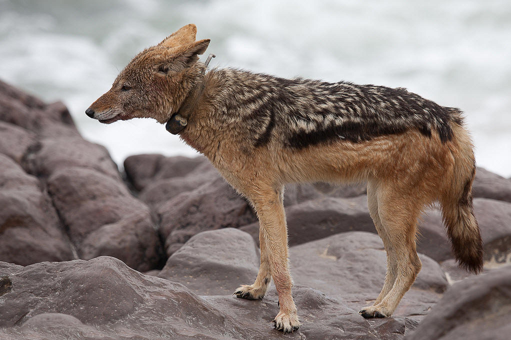  p data-id="go06y2cmig">胡狼主要包括分布于非洲北部,东部,欧洲南部