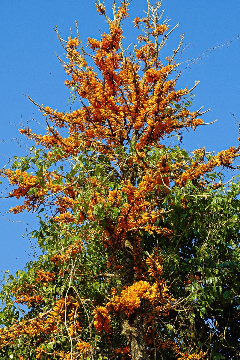  p>火烧花属( a target="_blank" href="/item/学名/8074290" data