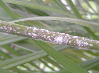  p>考氏白盾蚧是 a href="#">同翅目 /a> a href="#" data-lemmaid="