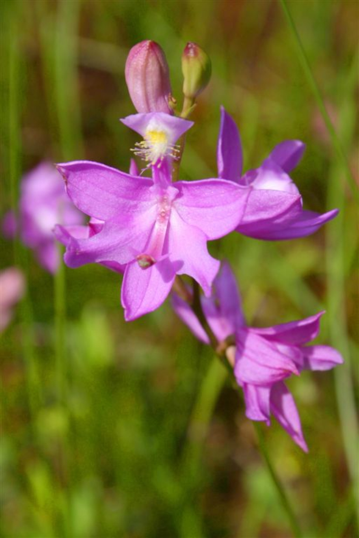  p>美须兰属于 a target="_blank" href="/item/被子植物门/229000"