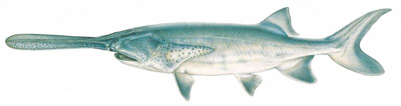  p>长吻鲟(学名: i>polyodon spathula /i>)是长吻鲟科,长吻鲟属鱼类.