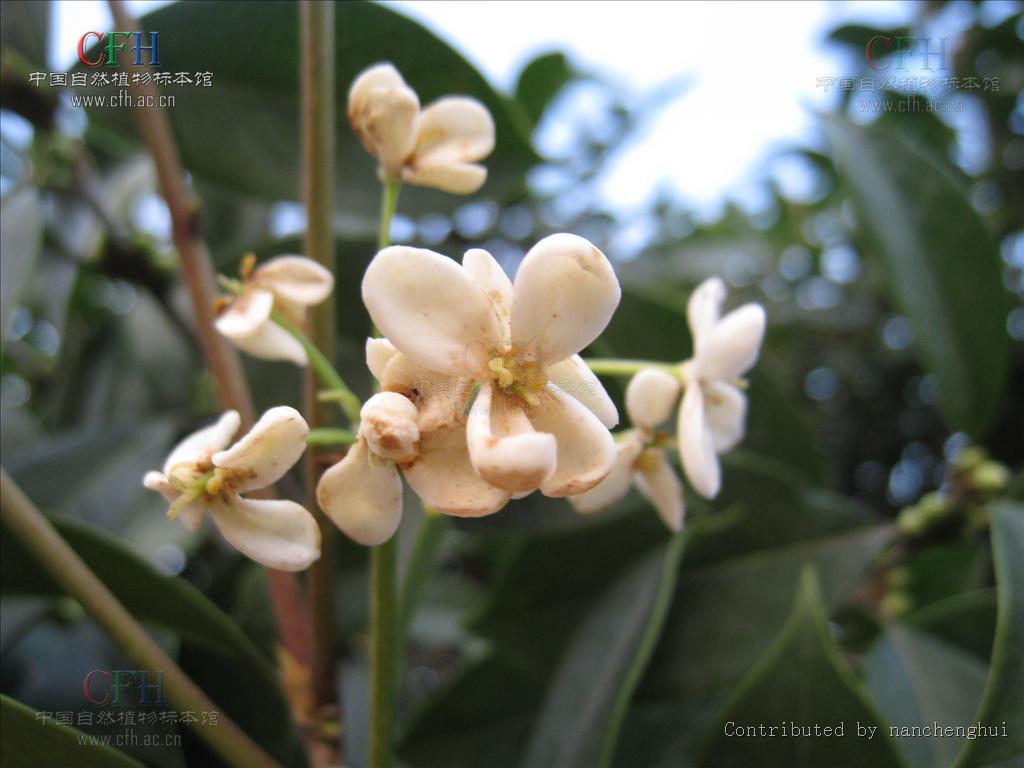  p>齿叶木犀(osmanthus × fortunei)木犀科,木犀属植物.