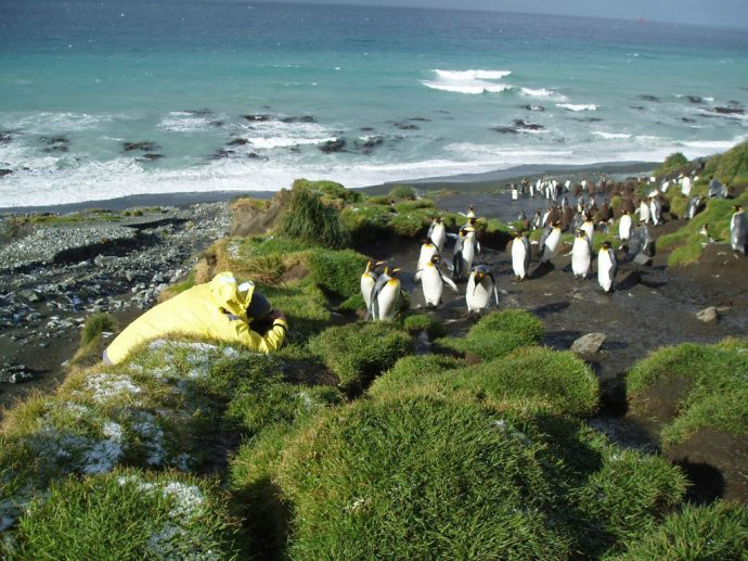macquarie island