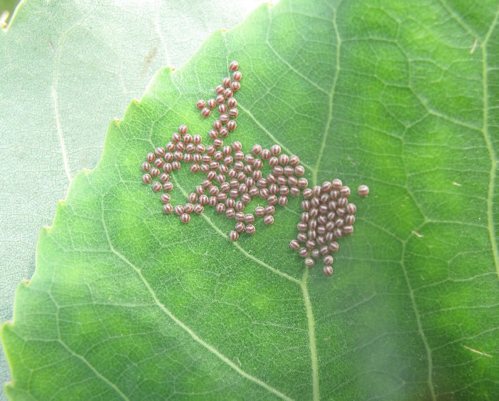  p>杨小舟蛾( i>micromelalopha sieversi /i>&nbsp;staudinger