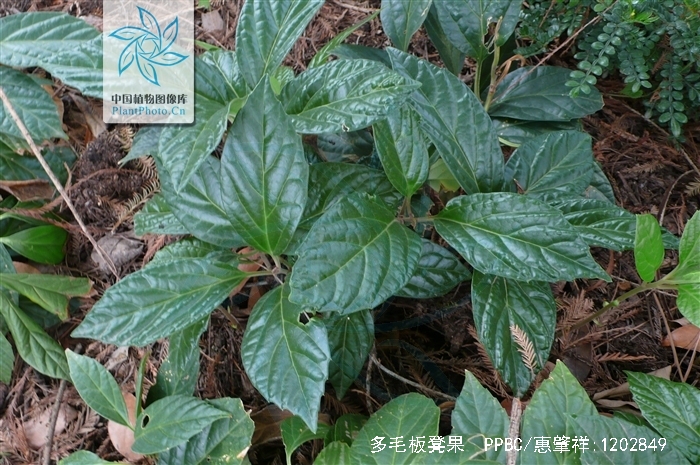 p>多毛板凳果,为黄杨科板凳果属的植物.生长在山地林下的阴湿之地.