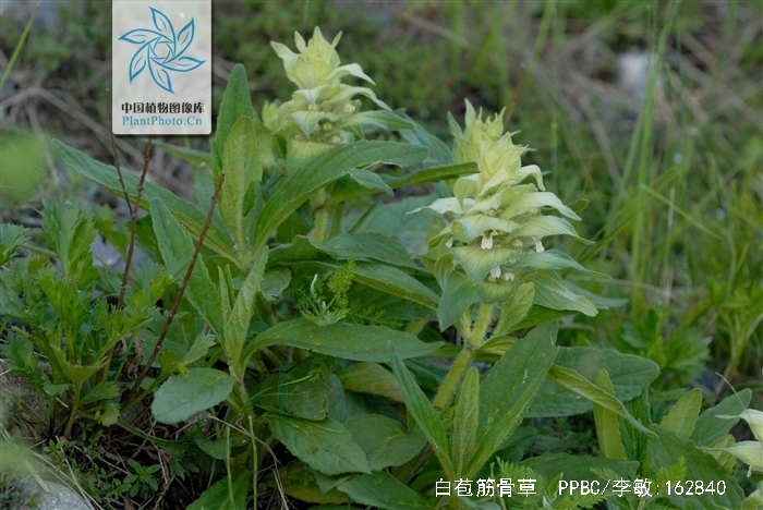 白苞筋骨草