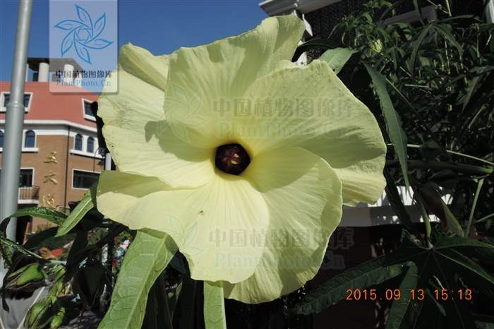 叶掌状5-9浅裂,直径7-20厘米. /p>