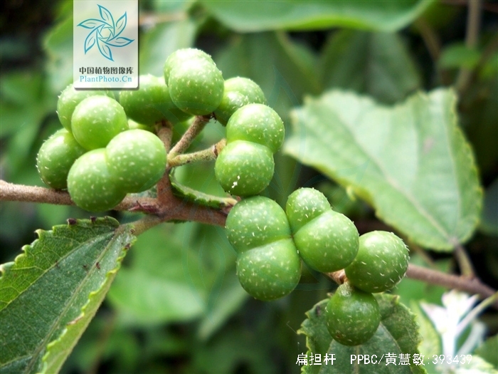 扁担杆(原变种)