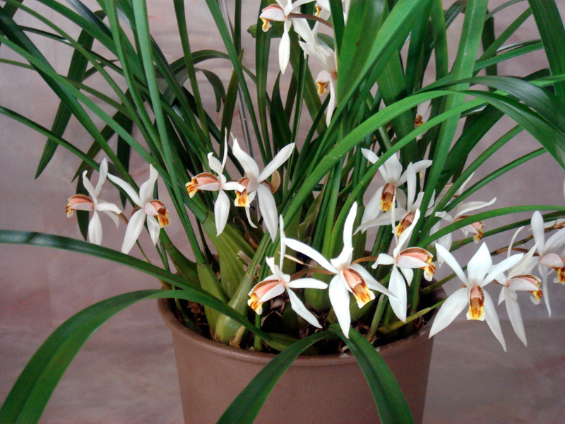  p>禾叶贝母兰(学名: i>coelogyne viscosa /i>  rchb. f.