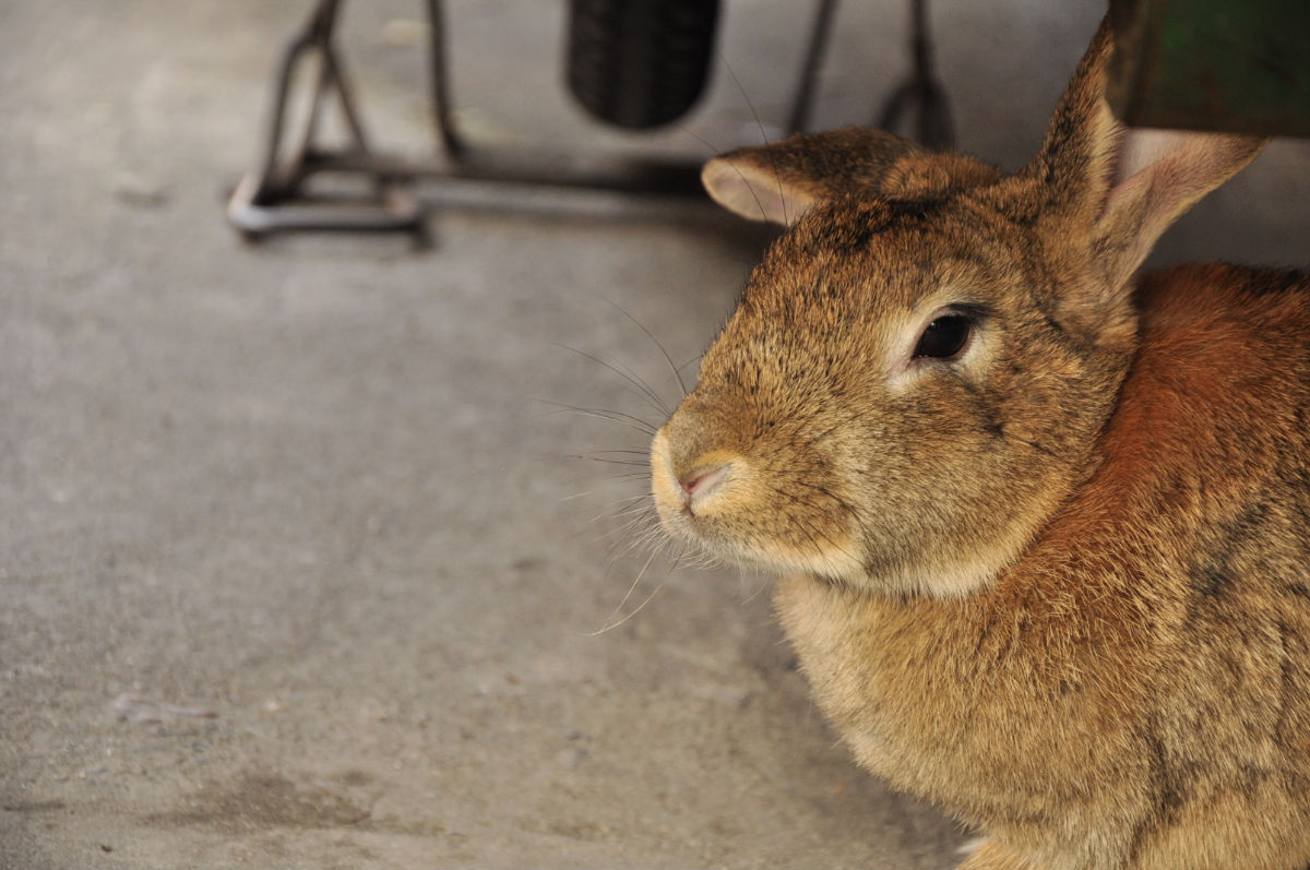 espiritu santo jackrabbit