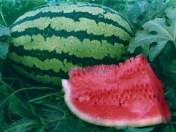  p>西农8号西瓜属中晚熟西瓜品种,开花到果实成熟约36天,全生育期95天