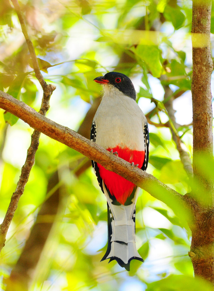  p>古巴咬鹃(学名:priotelus temnurus)是小型 a target="_blank"
