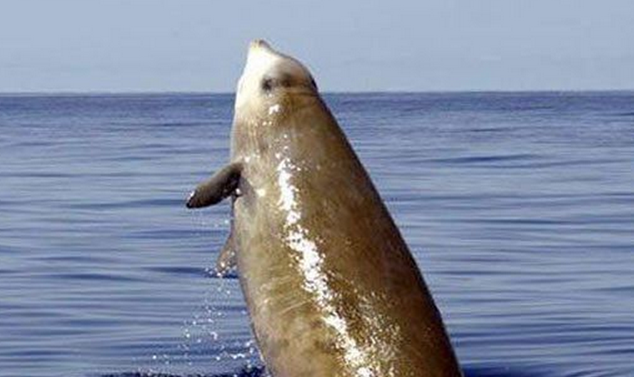  p>剑吻鲸 喜栖息于 a target="_blank" href="/item/深海区/2019915"