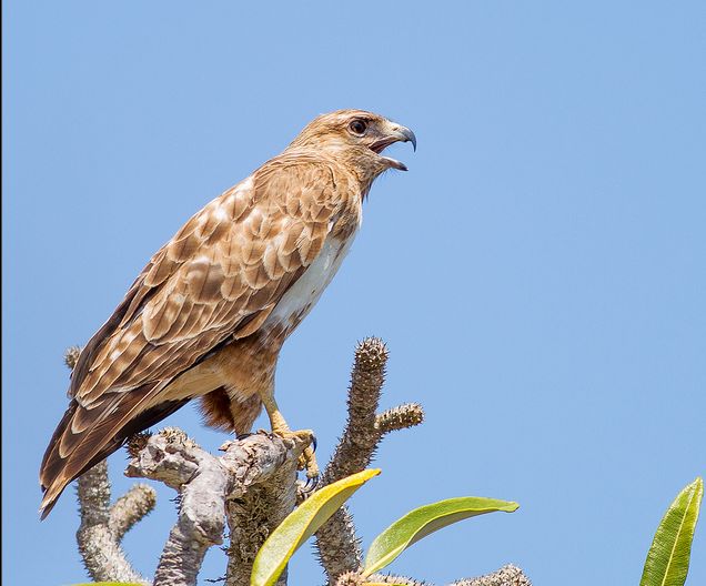 madagascar buzzard