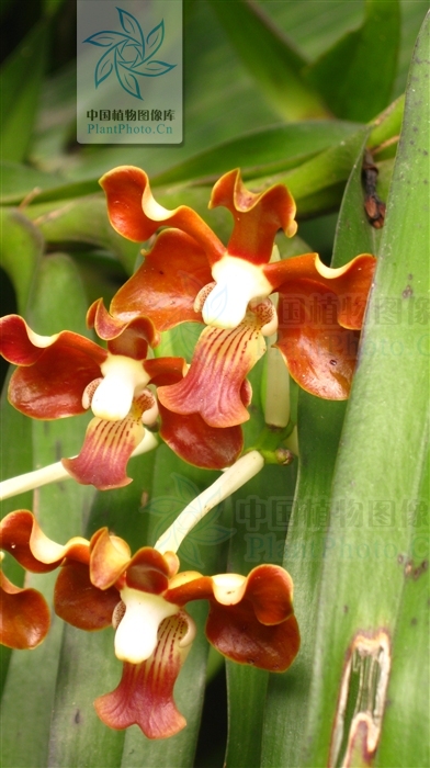  p>白柱万代兰(拉丁学名: i>vanda brunnea /i> rchb. f.