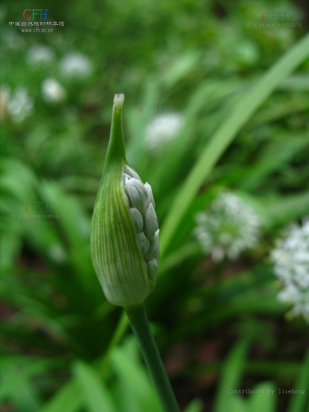  p data-id="gnwwi0hdd7">韭子又叫韭菜子,韭菜仁.