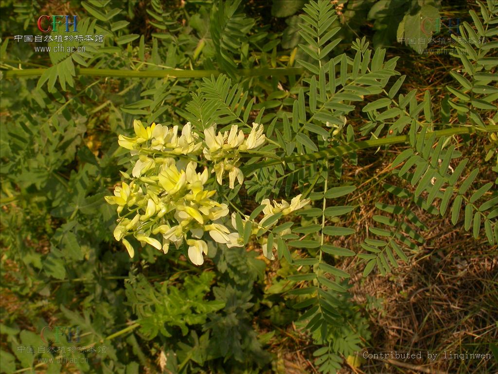  p>蒺藜(学名: i>tribulus terrestris /i> l.