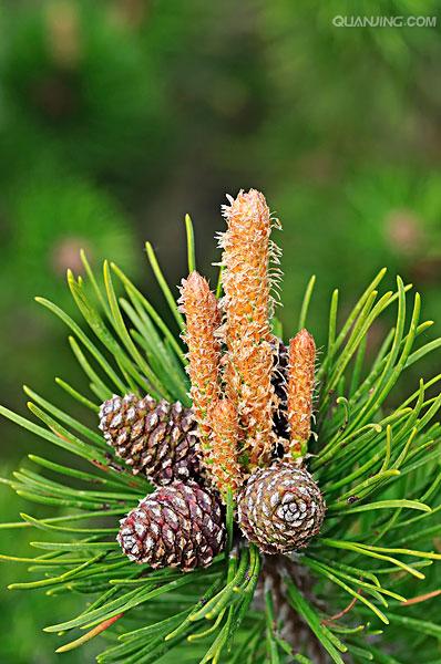  p>马尾松(学名: i>pinus massoniana /i> lamb i>.