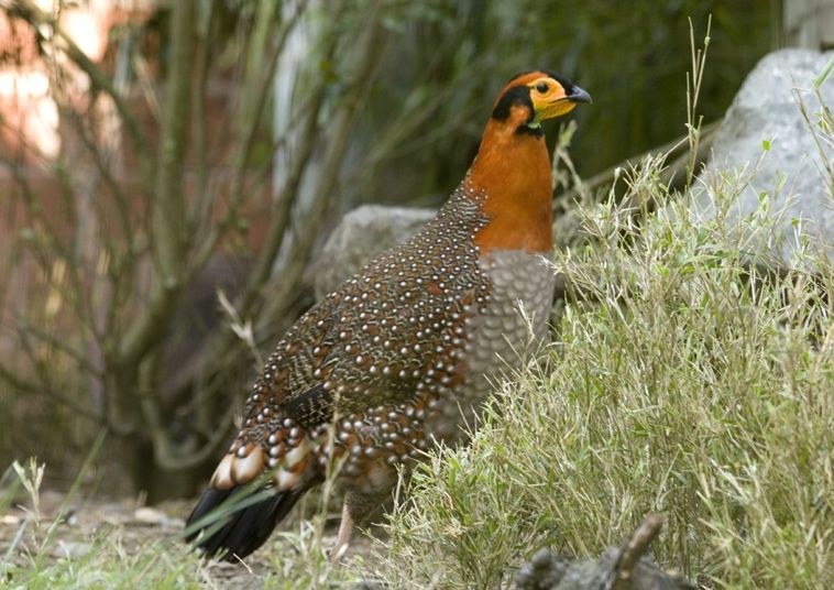 tragopan blythii