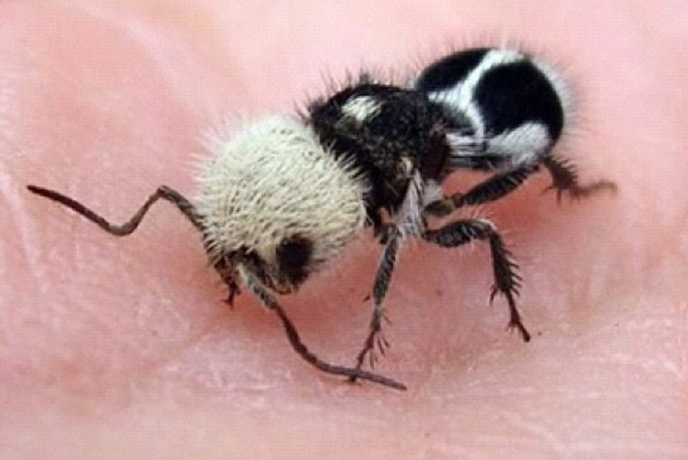  p>熊猫蚂蚁属于一类长相颇似蚂蚁的独居性蜂类——蚁蜂,它们不是真正