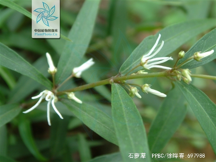  p>石萝藦,中药名.