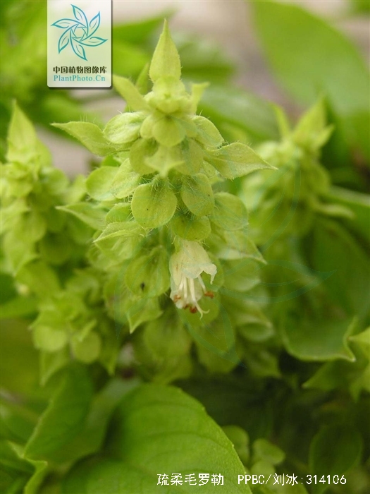  p>疏柔毛罗勒(学名: i>ocimum basilicum /i> var.