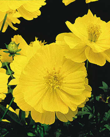 柠檬黄波斯菊Lemon Cosmos