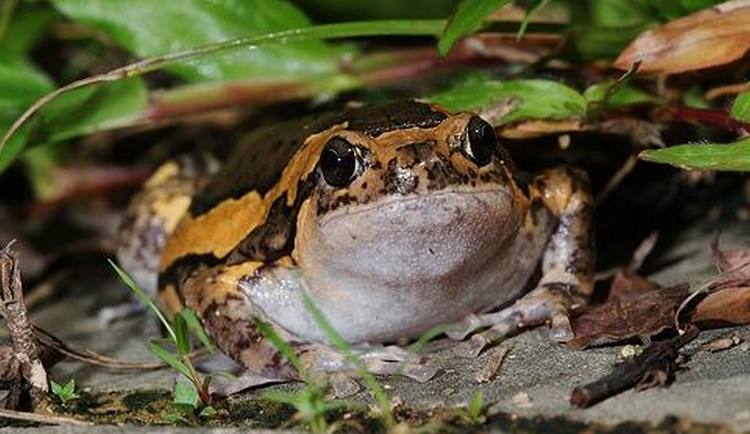  p>狭口蛙科的青蛙小头小嘴,身体圆胖,四肢短小,看起来就像 a target=