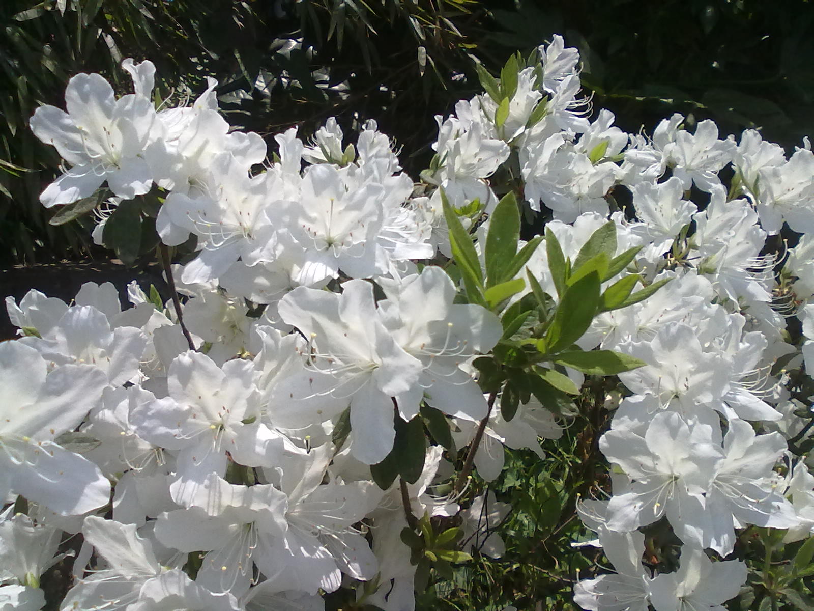 白花杜鹃