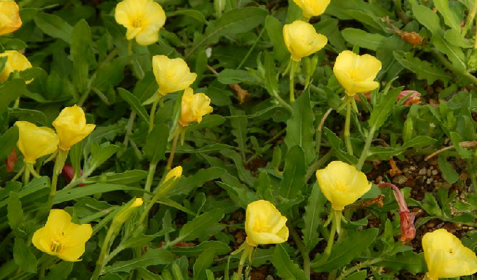  p>裂叶月见草,拉丁文名:oenothera laciniata hill.