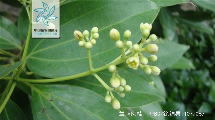  p>兰屿肉桂(学名: i>cinnamomum kotoense /i> kanehira et sasaki)