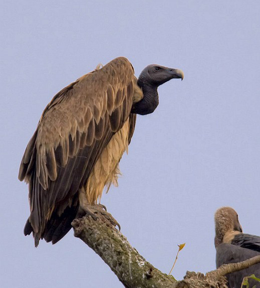 slender-billed vulture