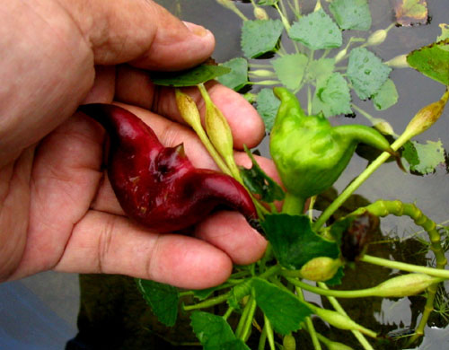  p>官田菱乡盛产的菱角,以香,脆的红菱为代表,官田红菱号称是台湾最好