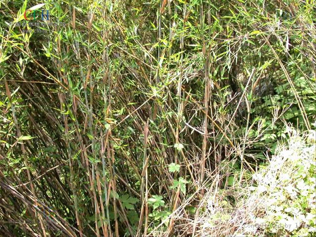  p>箭竹(fargesia spathacea franch)是禾本科,箭竹属竹类植物.