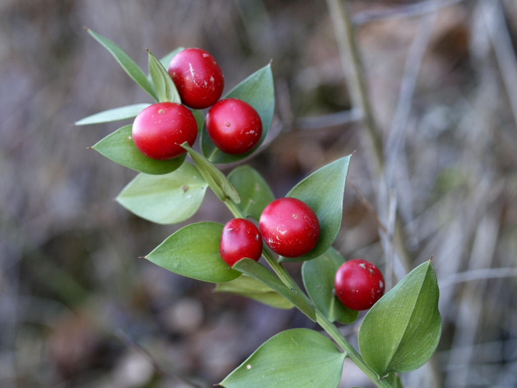  p>假叶树(学名: i>ruscus aculeata  /i>l.