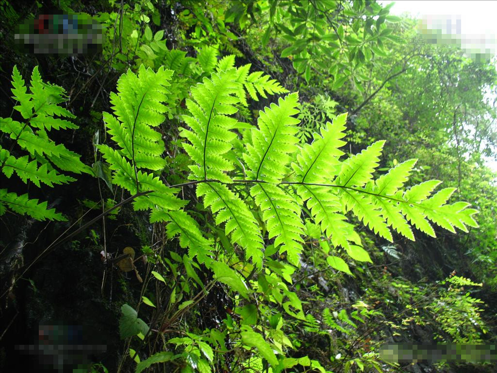  p>花莲三叉蕨,叉蕨科,叉蕨属,中型或大型土生植物.