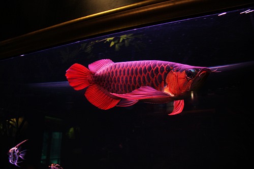 血红龙鱼