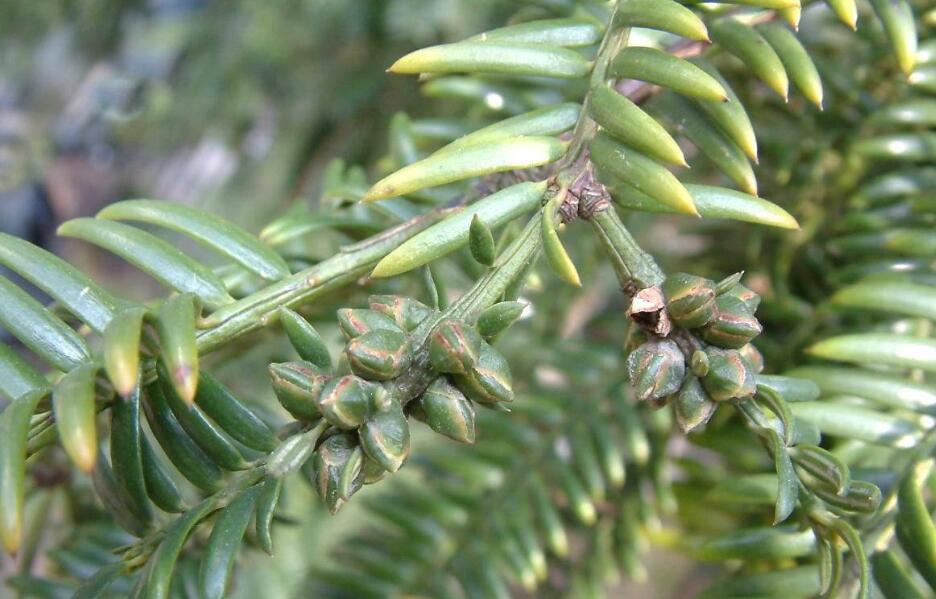  p>白豆杉(学名: i>pseudotaxus chienii /i> (cheng) cheng)是红豆杉