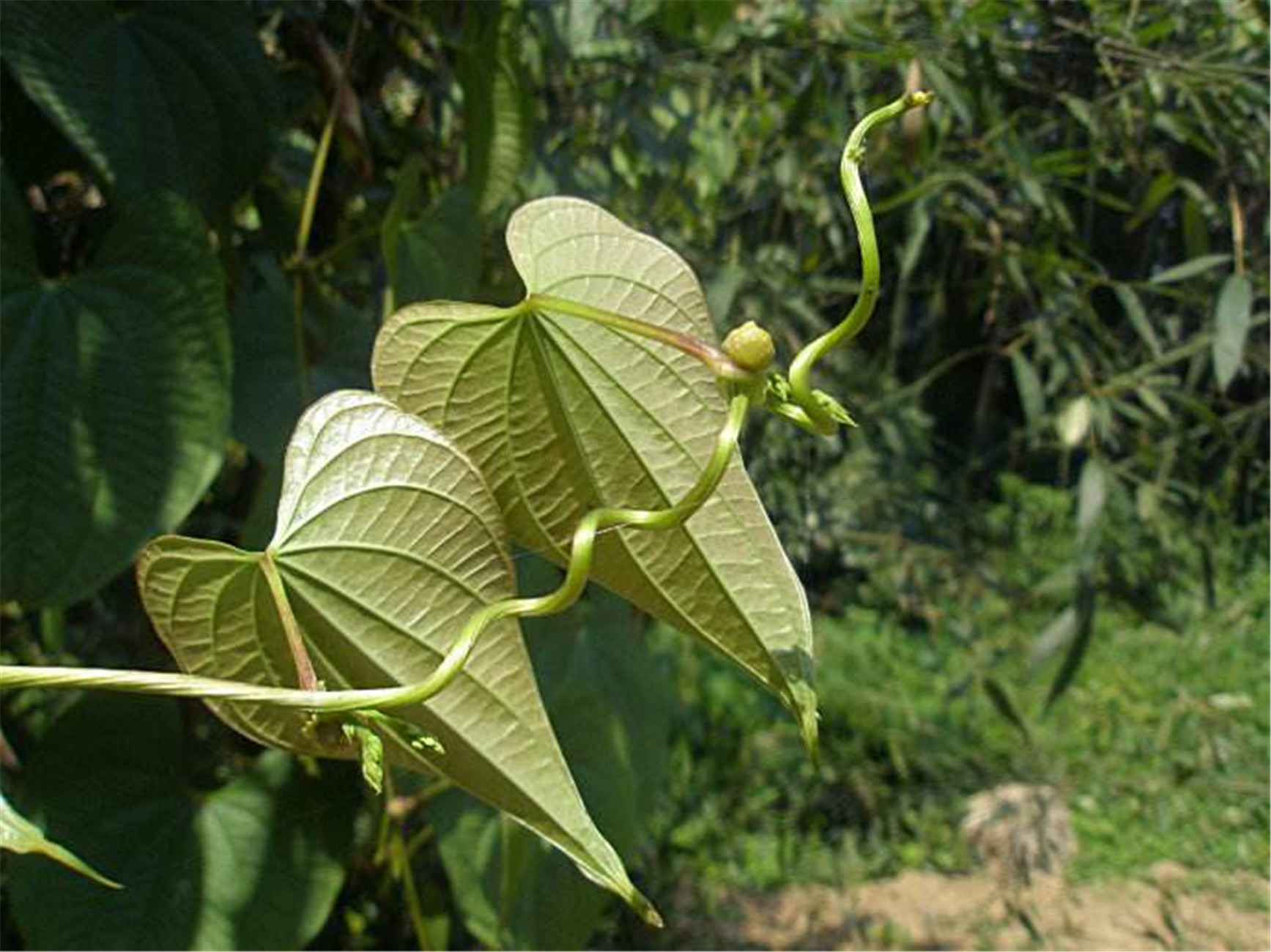 dioscorea bulbifera l.