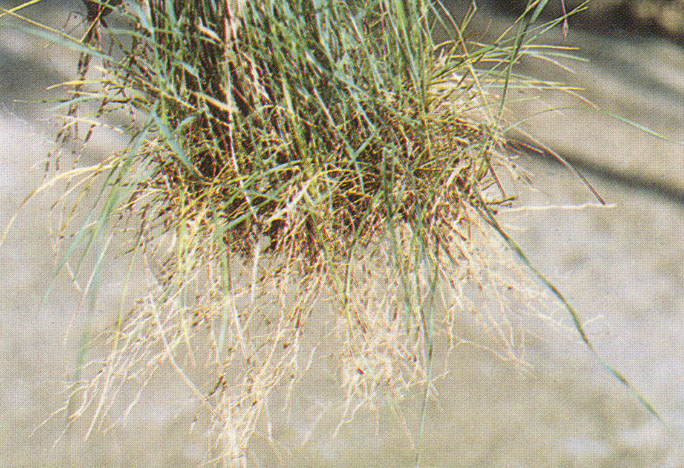  p>长芒草(学名: i>stipa bungeana /i> trin.