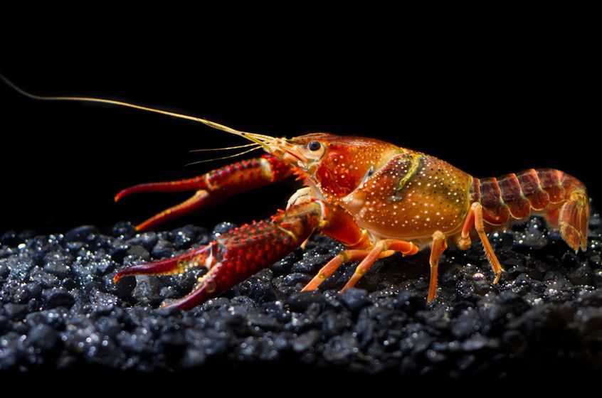  p>小龙虾(学名: i>procambarus clarkii /i>):是甲壳纲,十足目,螯虾