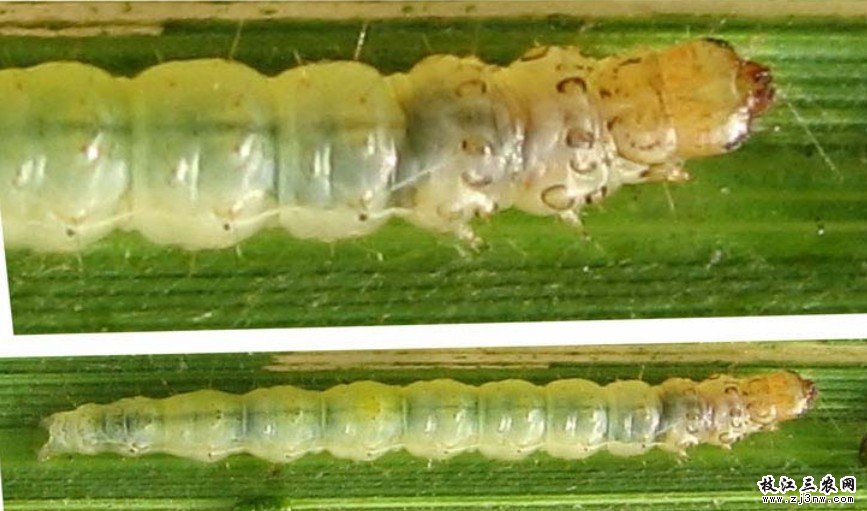 trichogramma confusum viggiani