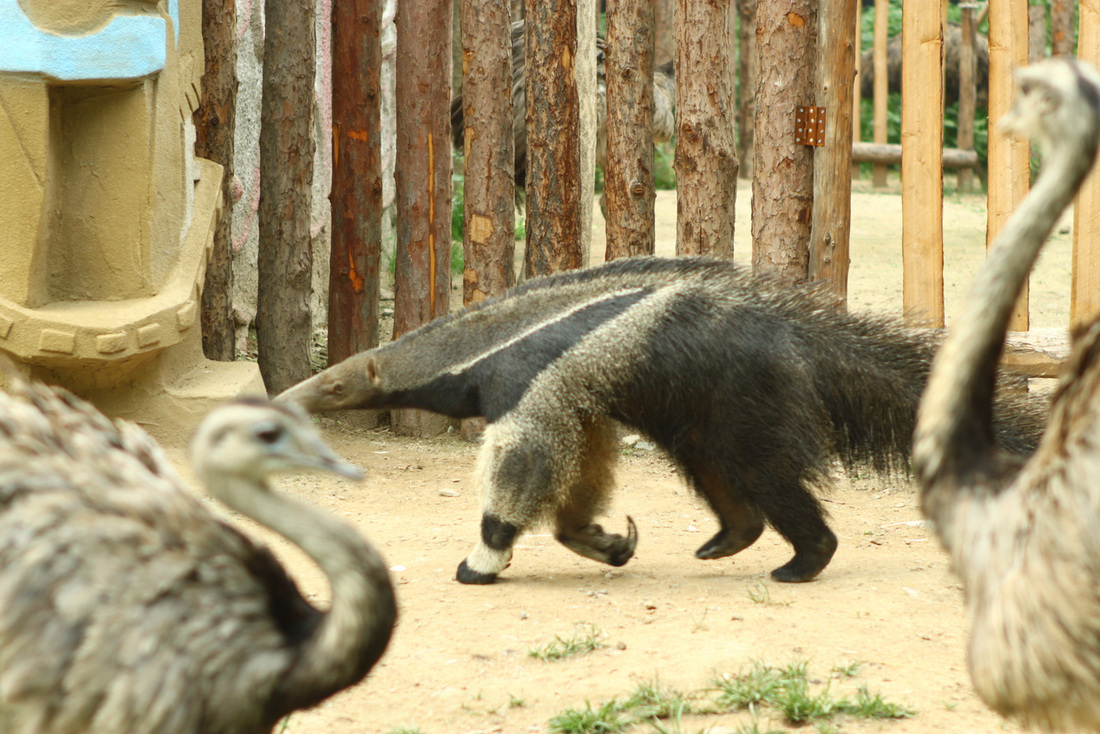  p>披毛目(学名:pilosa)是胎盘类哺乳动物下的一个目.
