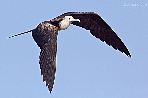 frigate bird