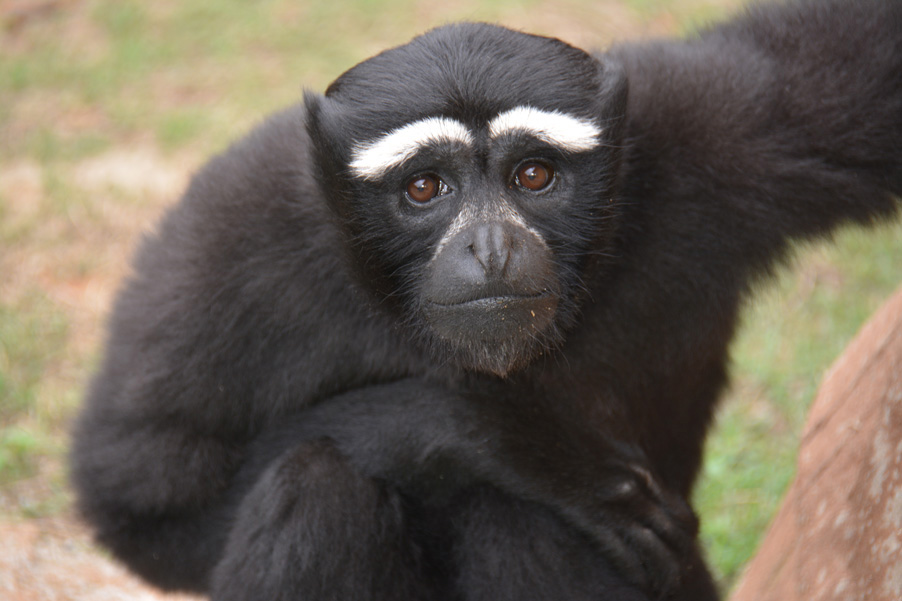东部白眉长臂猿