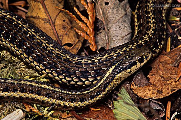  p>线虫动物门是动物界中最大的 a target="_blank" href="/item/门