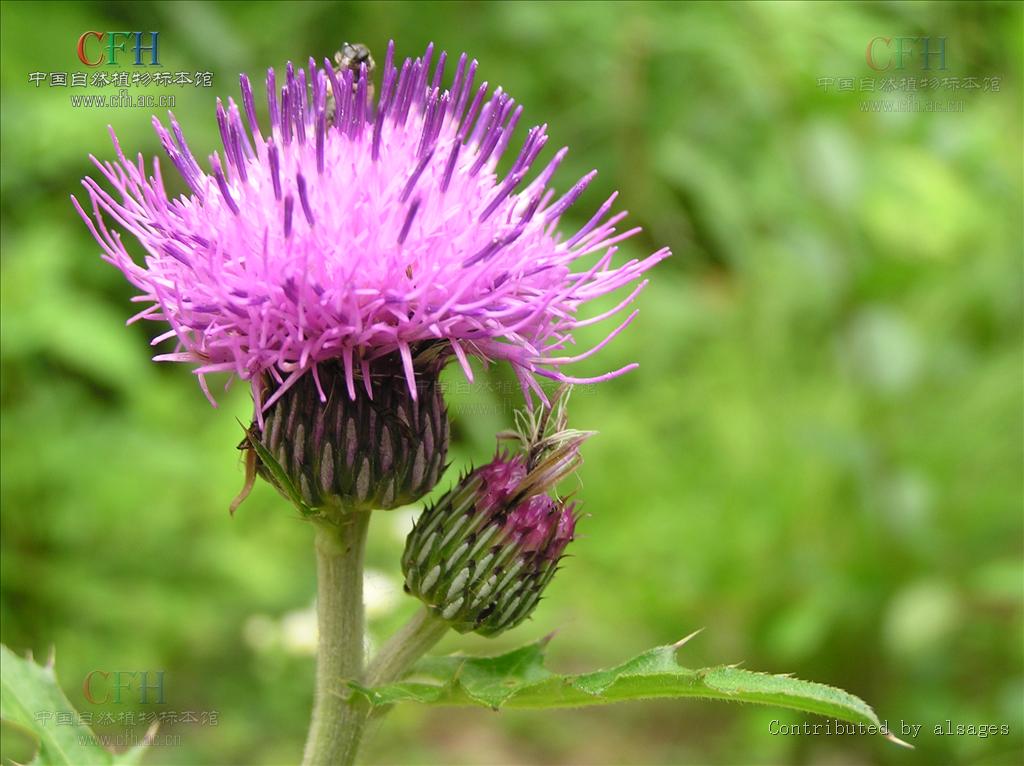  p>刺苞蓟(学名:cirsium henryi (franch.